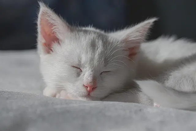 Les Meilleures Techniques de Relaxation Rapide à Pratiquer au Quotidien